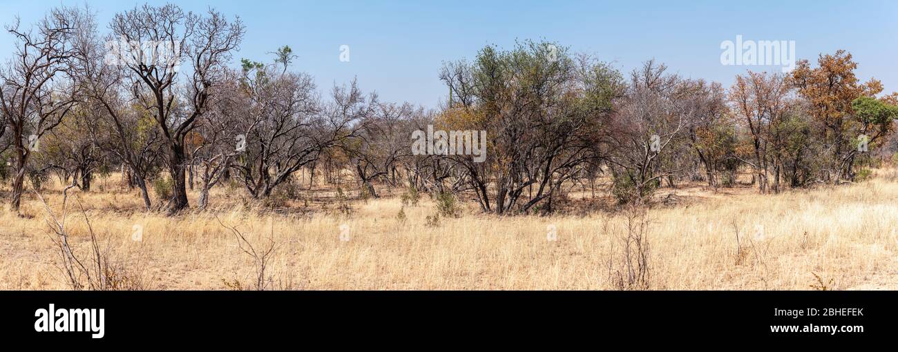 Matopos (Matobo) Nationalpark im Süden Simbabwes während der Wintersaison Stockfoto