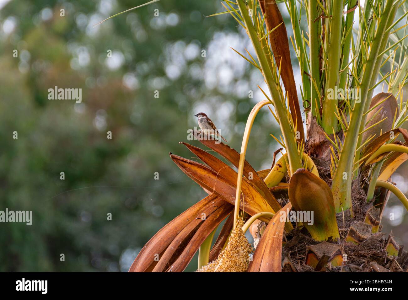 Vogel auf einigen Palmblättern ruhend Stockfoto
