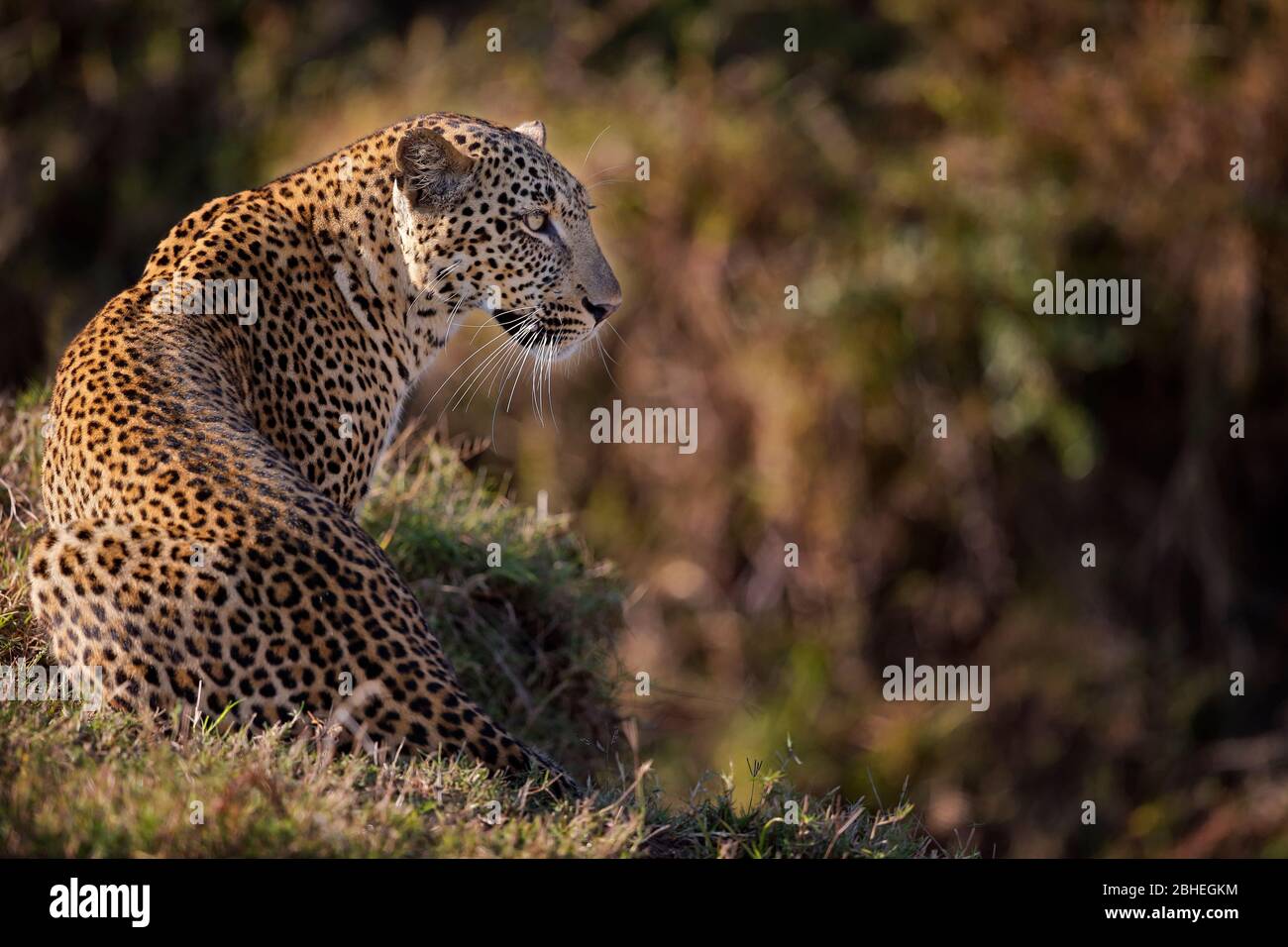 Ein Leopard in Jagdstimmung, South Luangwa Nationalpark - Sambia. Stockfoto