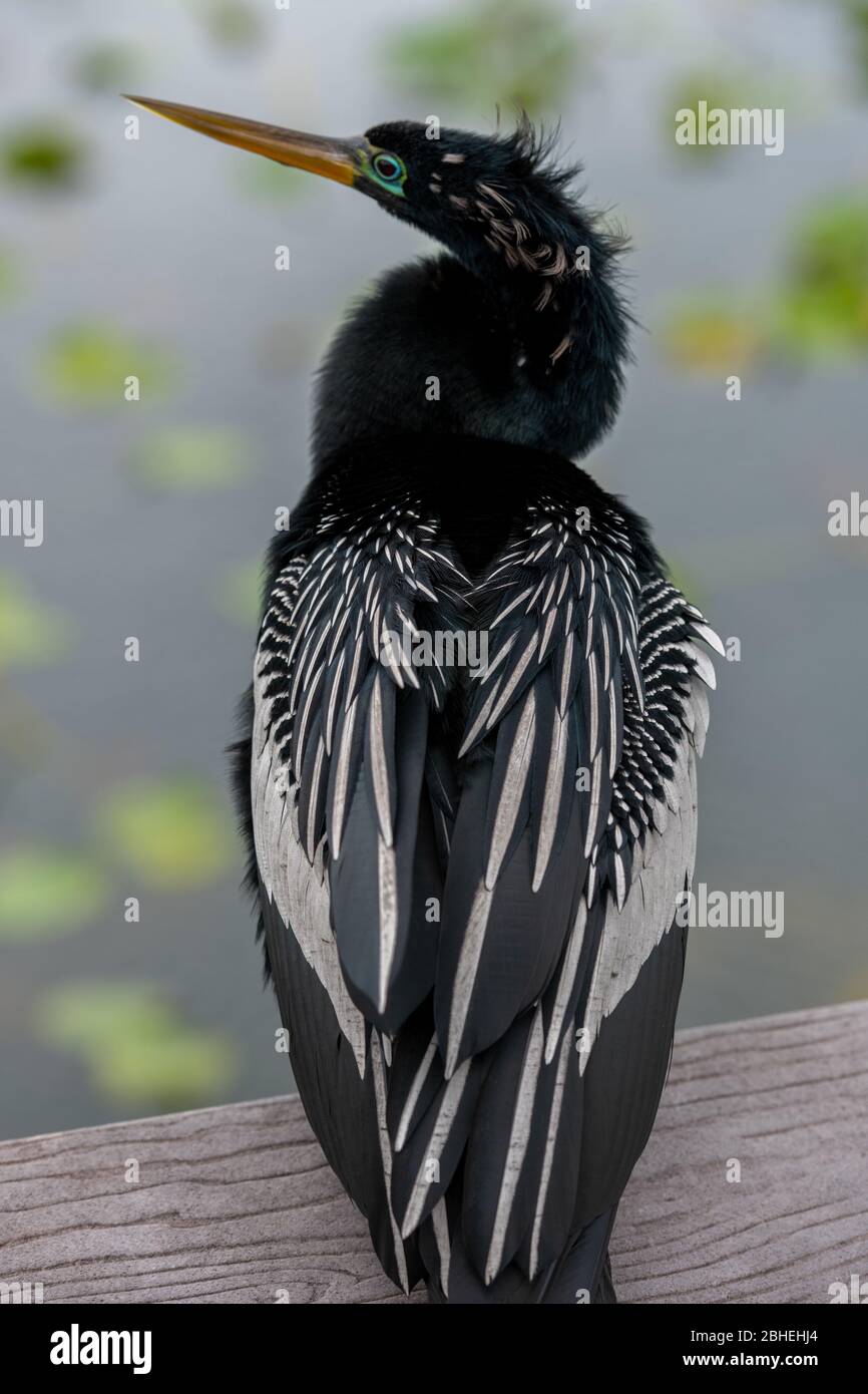 Anahinga von hinten in Florida everglades Stockfoto
