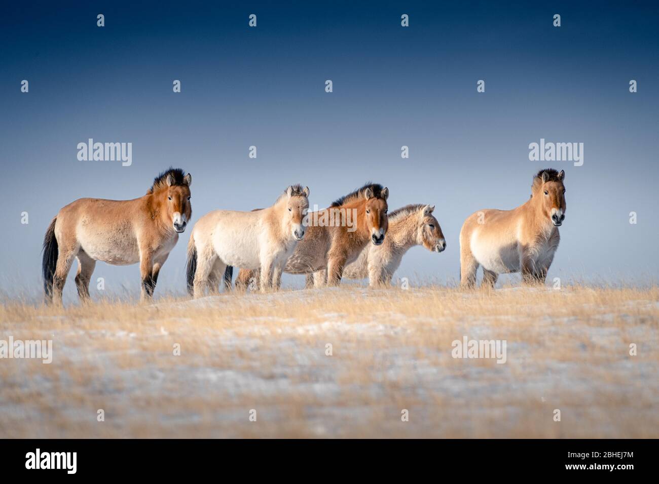 Tarpans (Equus ferus gmelini), mongolische Wildpferde, Hustai Nationalpark, Zentralprovinz, Mongolei, Asien Stockfoto