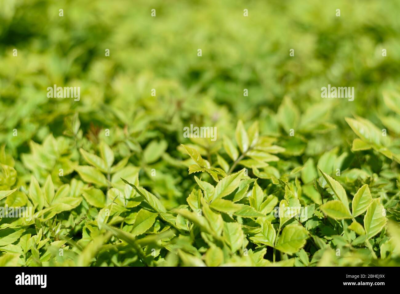 Abstrakter Hintergrund mit vielen kleinen grünen Blättern. Grüne Blattstruktur. Stockfoto