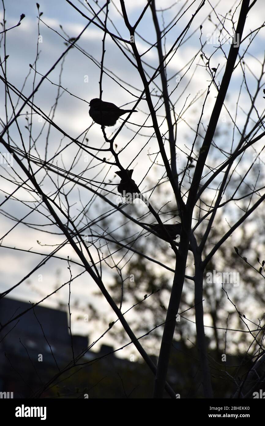 Silhouetten von Spatzen auf dünnen Zweigen ohne Blätter Stockfoto