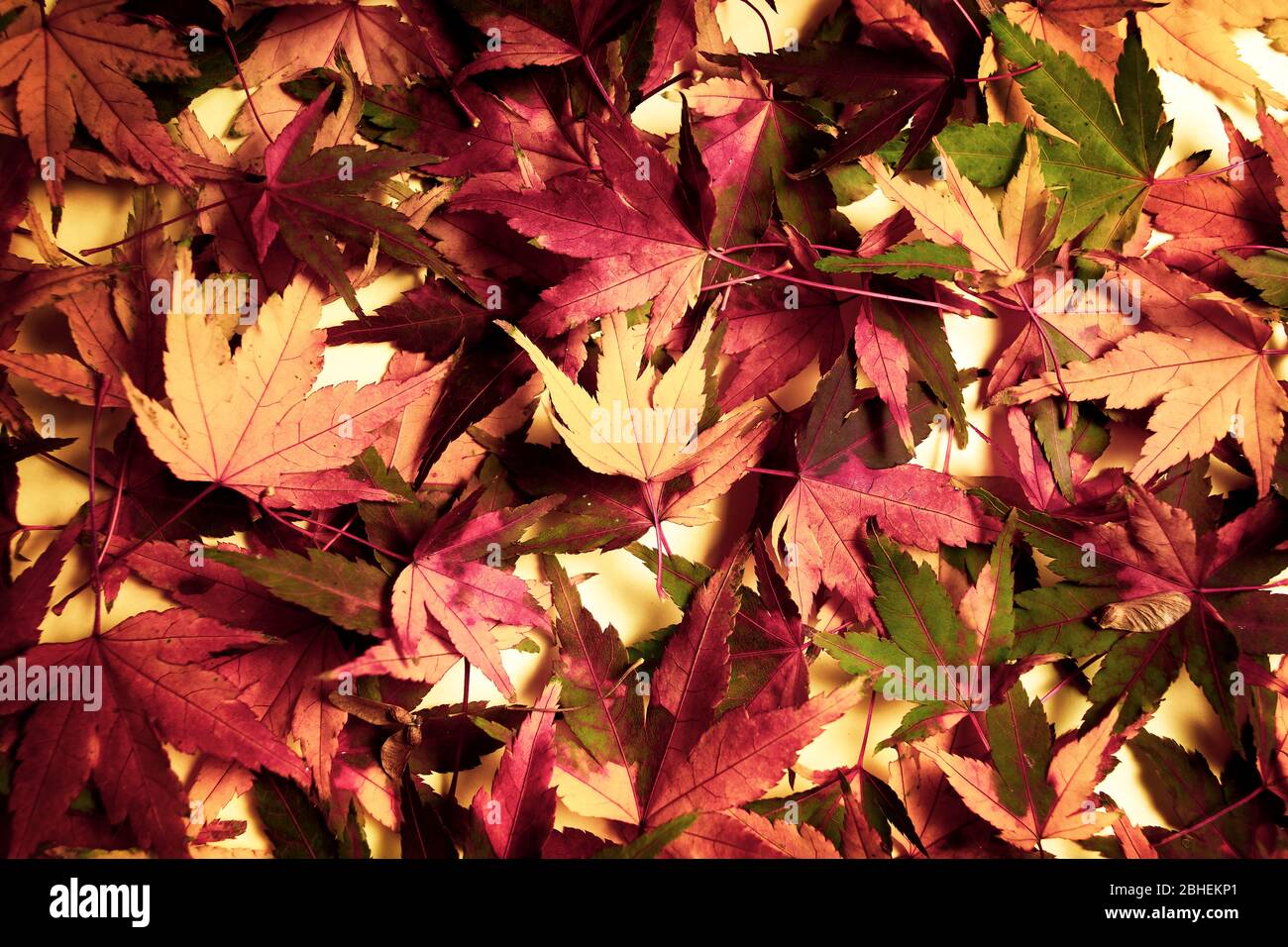 Bunch Herbst gefallenen Blätter Erstellen Hintergrundmuster Stockfoto