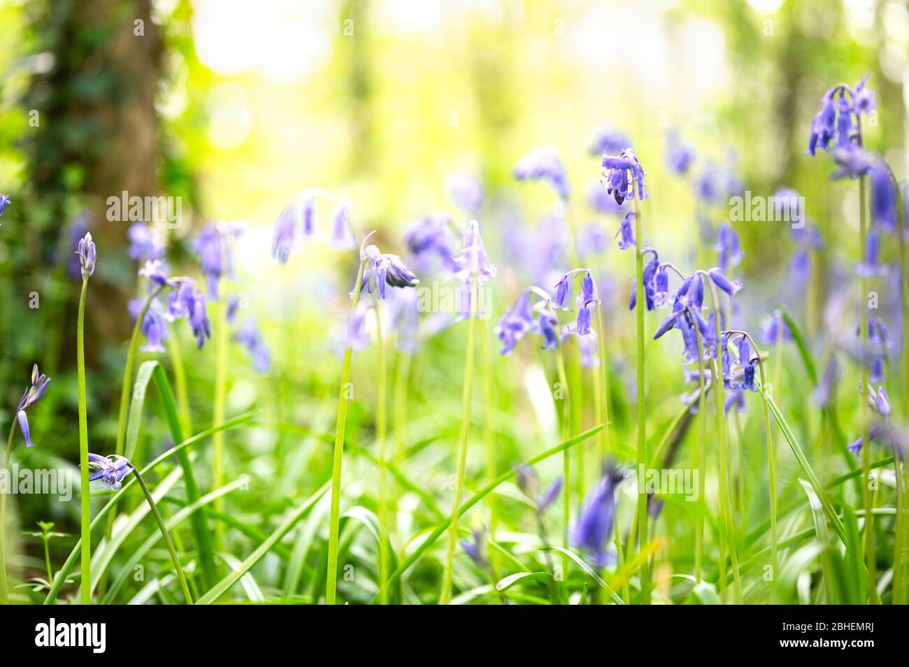 Glockenblumen Stockfoto