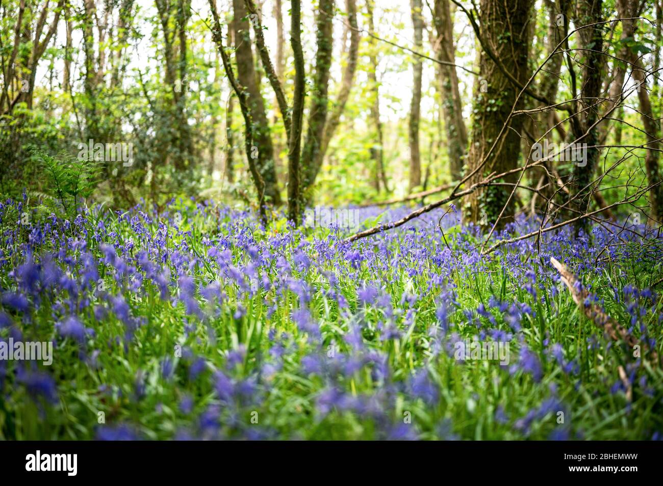 Glockenblumen Stockfoto