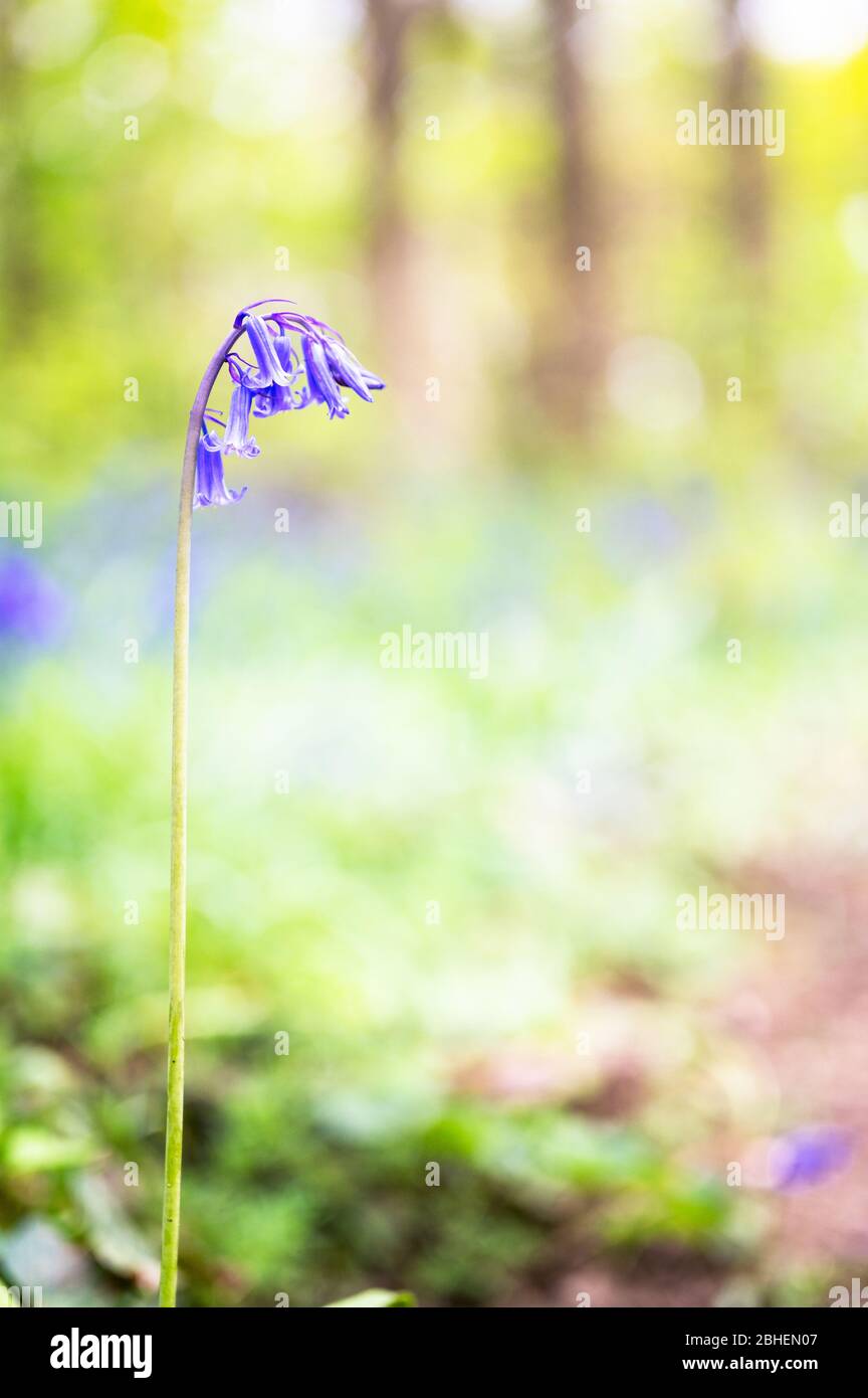 Glockenblumen Stockfoto