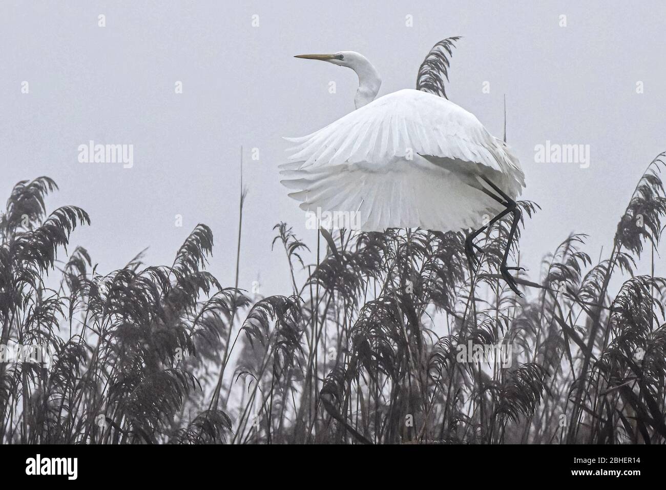 Italien Delta del Po - großer Weißer Reiher ( ardea alba ) Stockfoto