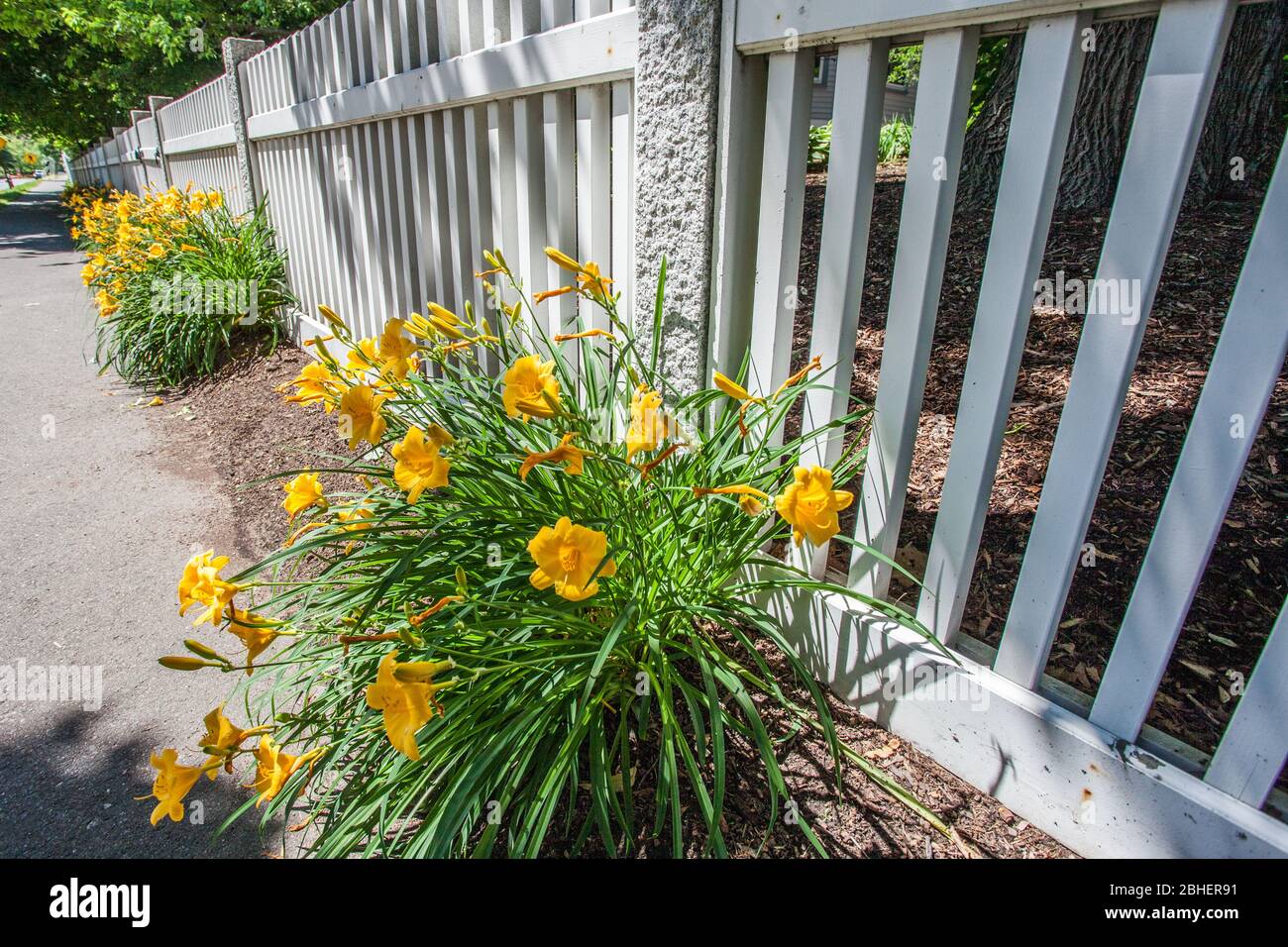 Gelbe Tageslilien, die entlang des Bürgerwegs in Concord, MA wachsen Stockfoto