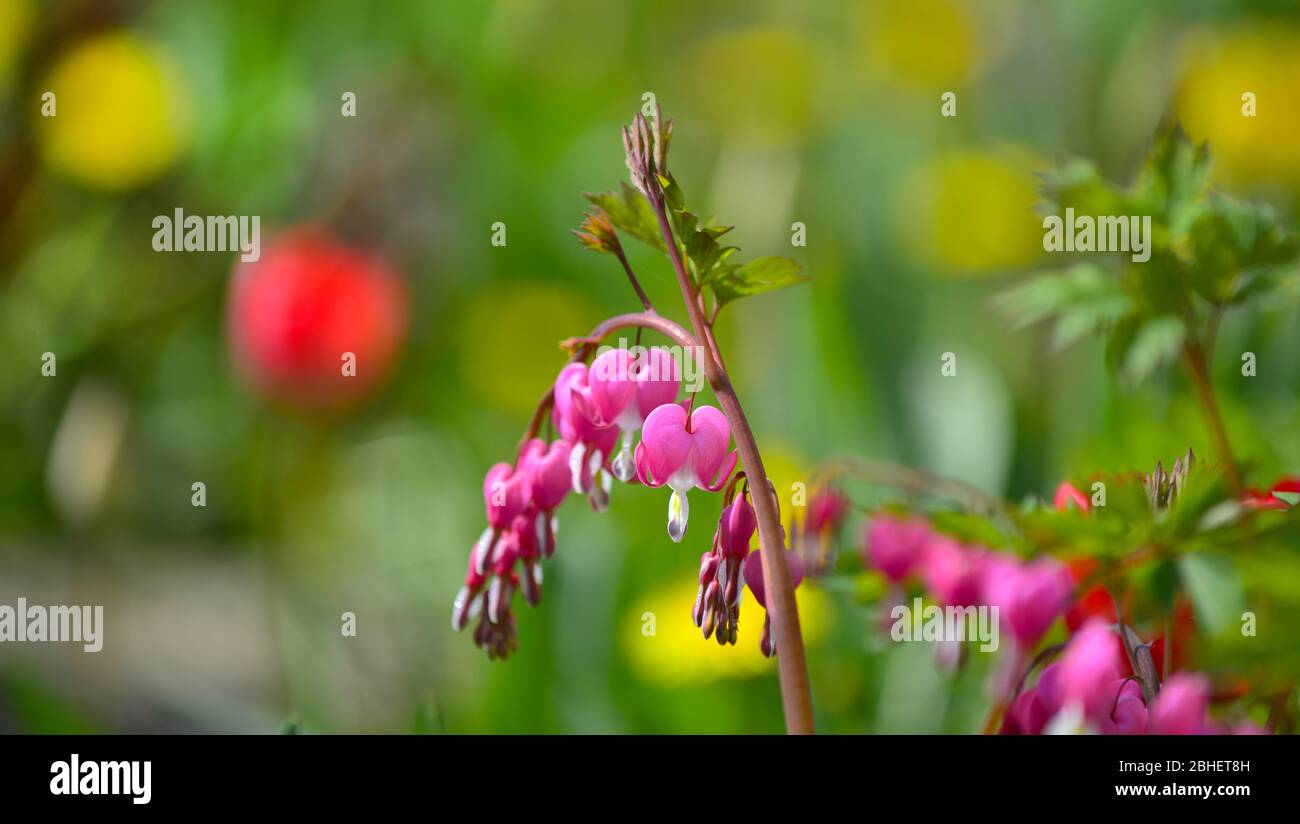 Blutendes Herz Dicentra spectabilis Blume 'Goldenes Herz' Stockfoto