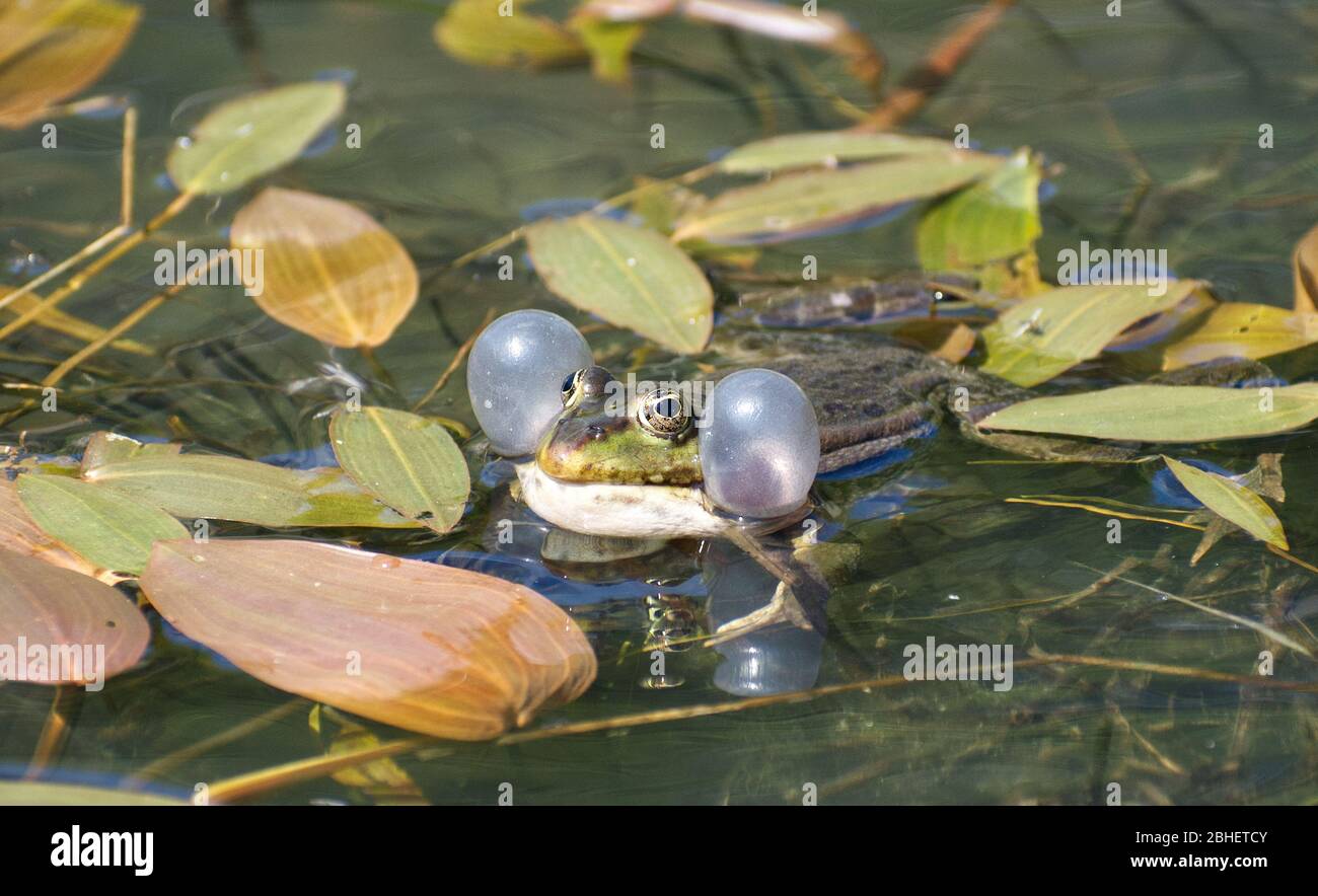 Marschfrosch (Pelophylax ridibundus) in einem Teich mit aufgeblasenen Vokalsäcken auf beiden Seiten seines Kopfes verwendet, um seinen Klang zu verstärken, um Partner anzuziehen. Stockfoto