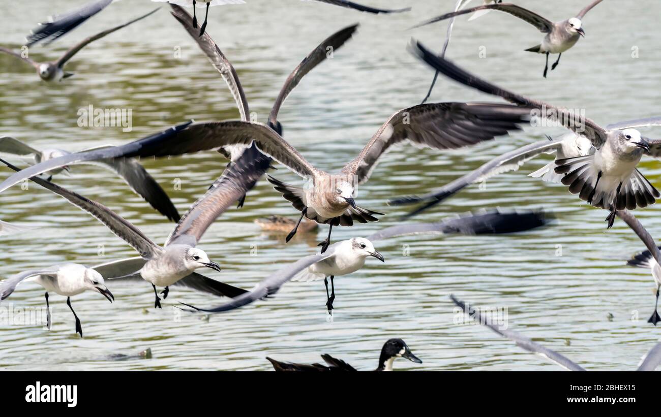 Eine Schar von Möwen schwebt im Flug mit Vögeln vor der Kamera. Stockfoto