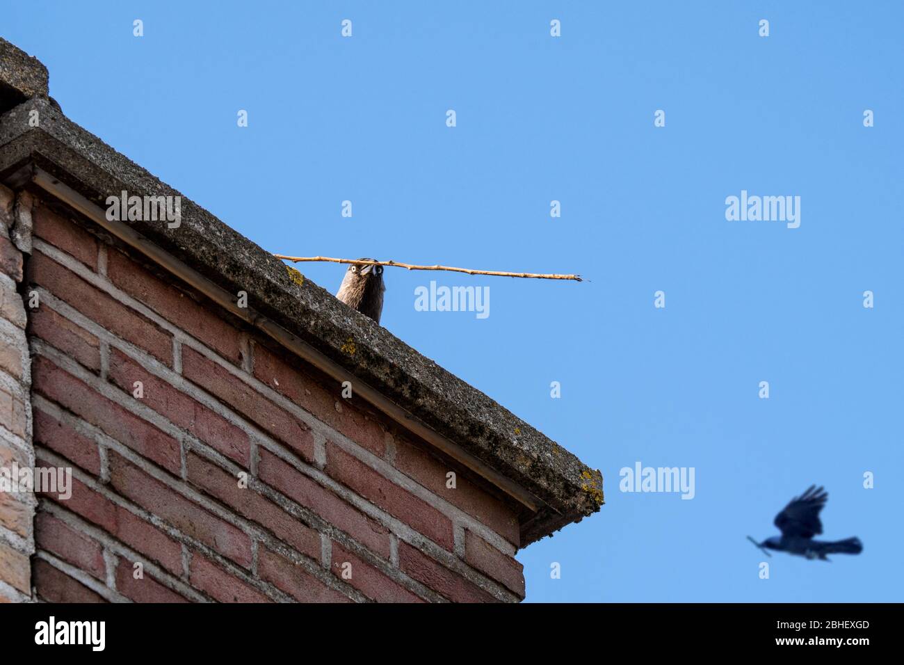 Westliche Dohle / Europäische Dohle (Corvus monedula / Coloeus monedula) Paar mit Nistmaterial in Schnabelbau Nest im Kamin des Hauses im Frühjahr Stockfoto
