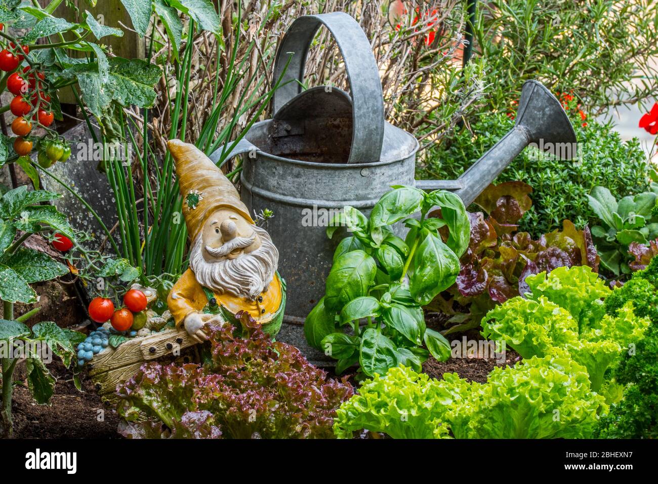 Garten gnome Ornament Figur mit Schubkarre unter verschiedenen Arten von Salat, Kräuter, Tomaten und Gemüse in Holzkiste von Quadratfuß Garten Stockfoto