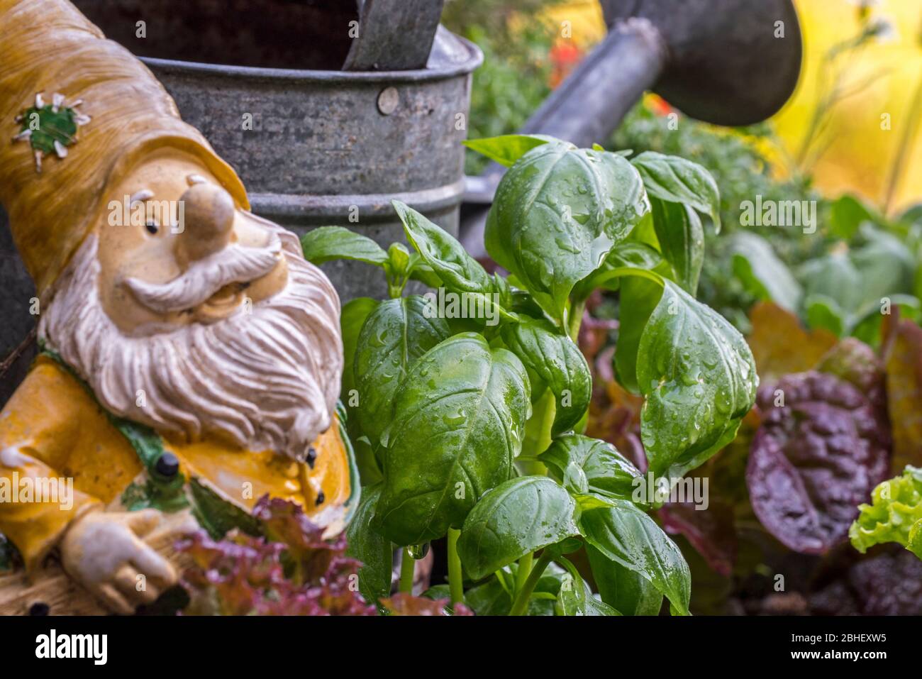 Nassgrüne Blätter des kulinarischen Krautes großer Basilikum (Ocimum basilicum) vor alter Gießkanne und Gartenzwerg im Quadratfuß-Garten im Frühjahr Stockfoto