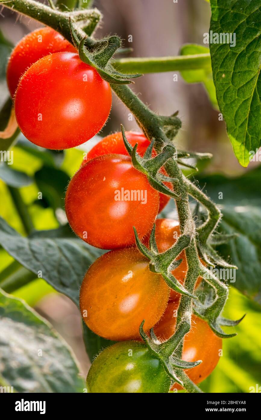 Nahaufnahme von roten reifen und unreifen Kirschtomaten Stockfoto