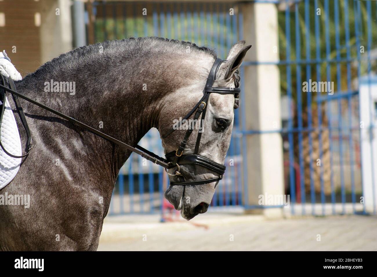 Gesichtsporträt eines grauen spanischen Pferdes vor einer Dressurprüfung Stockfoto