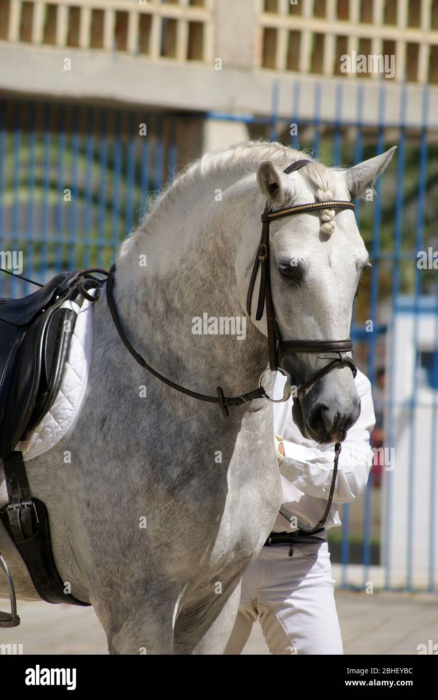 Gesichtsporträt eines grauen spanischen Pferdes vor einer Dressurprüfung Stockfoto