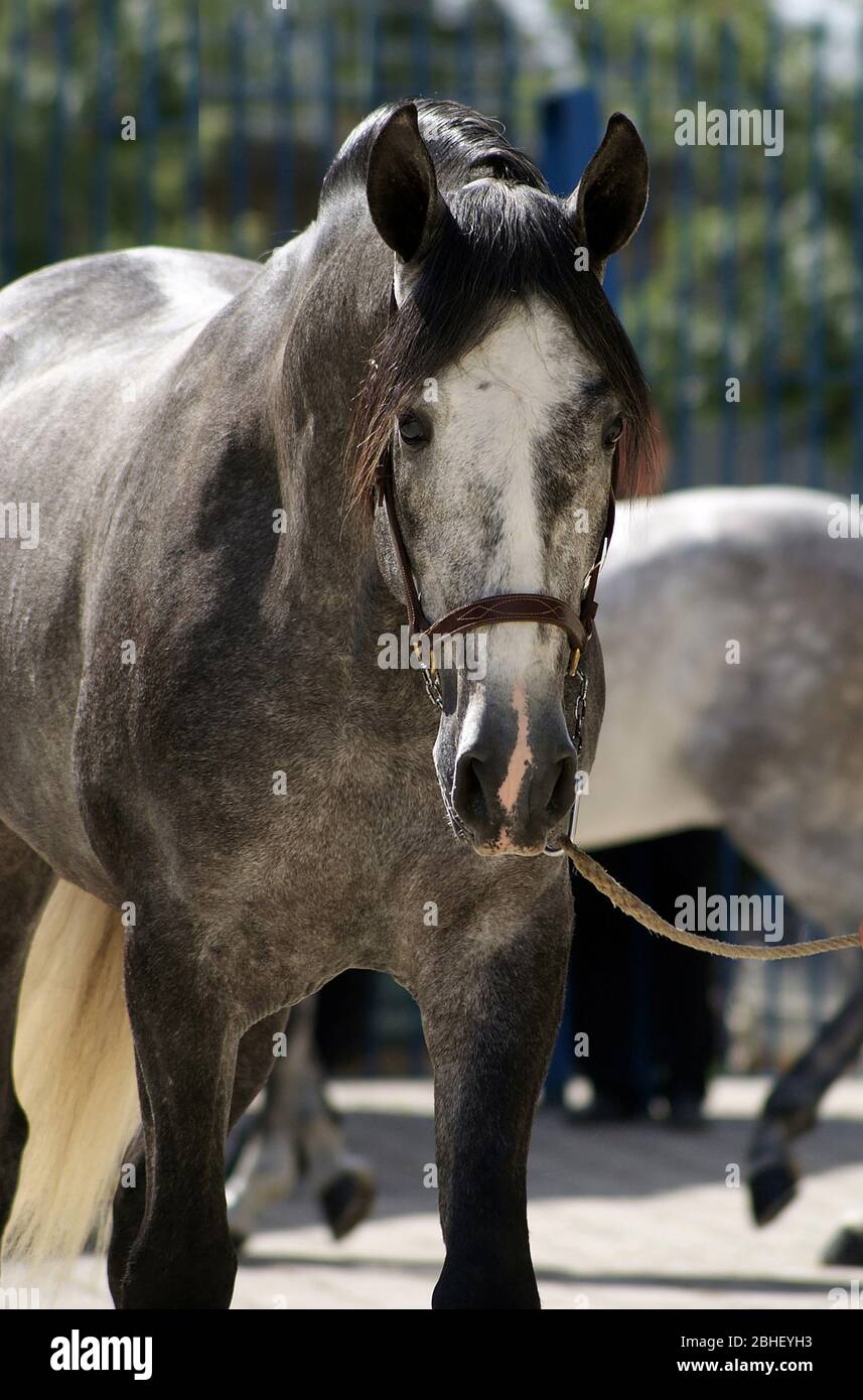 Gesichtsporträt eines grauen spanischen Pferdes vor einem morphologischen Wettbewerb in Spanien Stockfoto