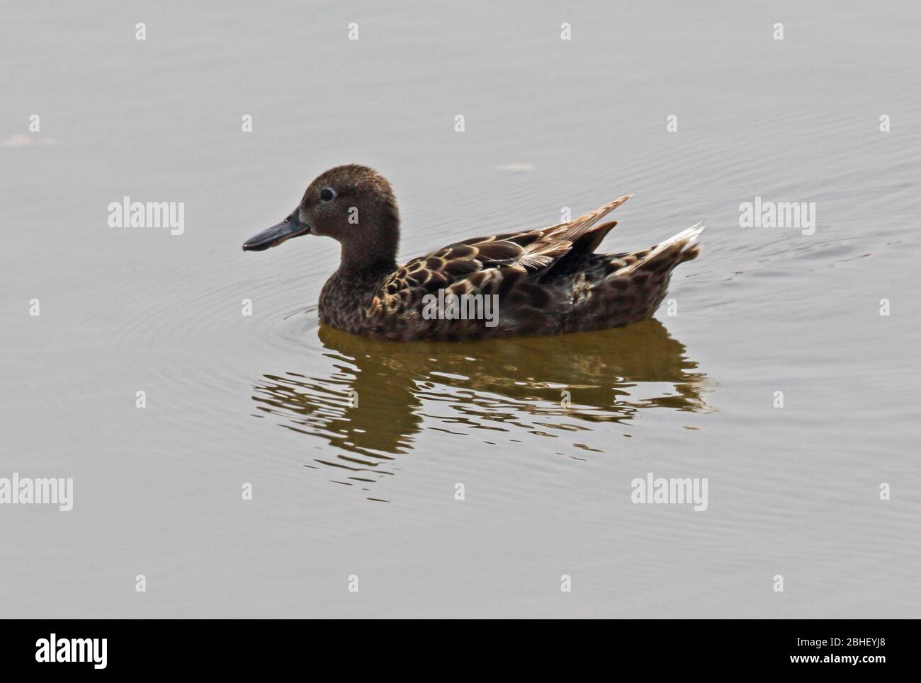 Zimt Teal (Spatula cyanoptera) Erwachsene Frau Schwimmen im Pool Pantanos de Villa, Peru März Stockfoto