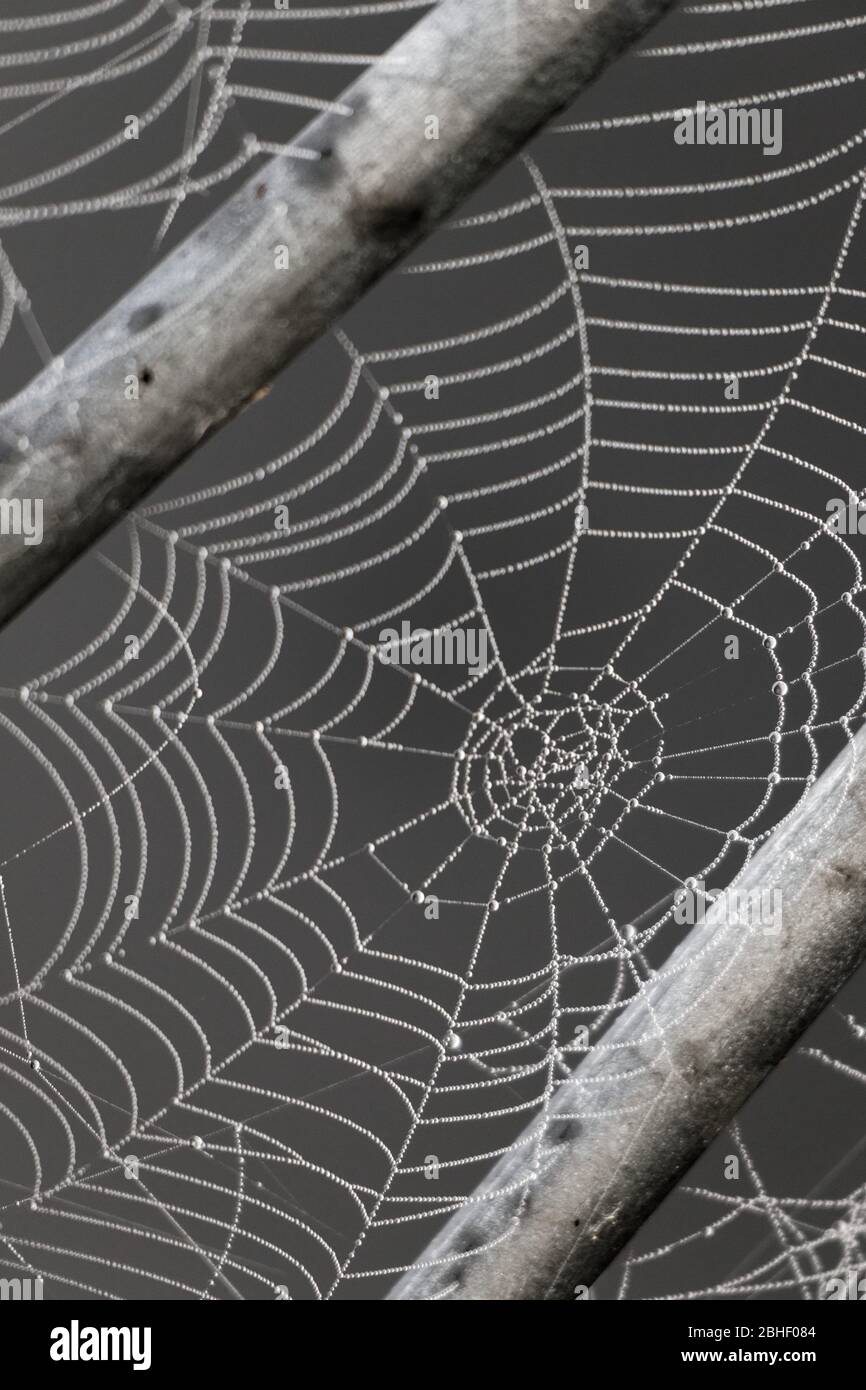 Spinnennetz, das am feuchten Morgen gefangen wurde. Stockfoto Spinnennetz, das am feuchten Morgen gefangen wurde. Stockfoto