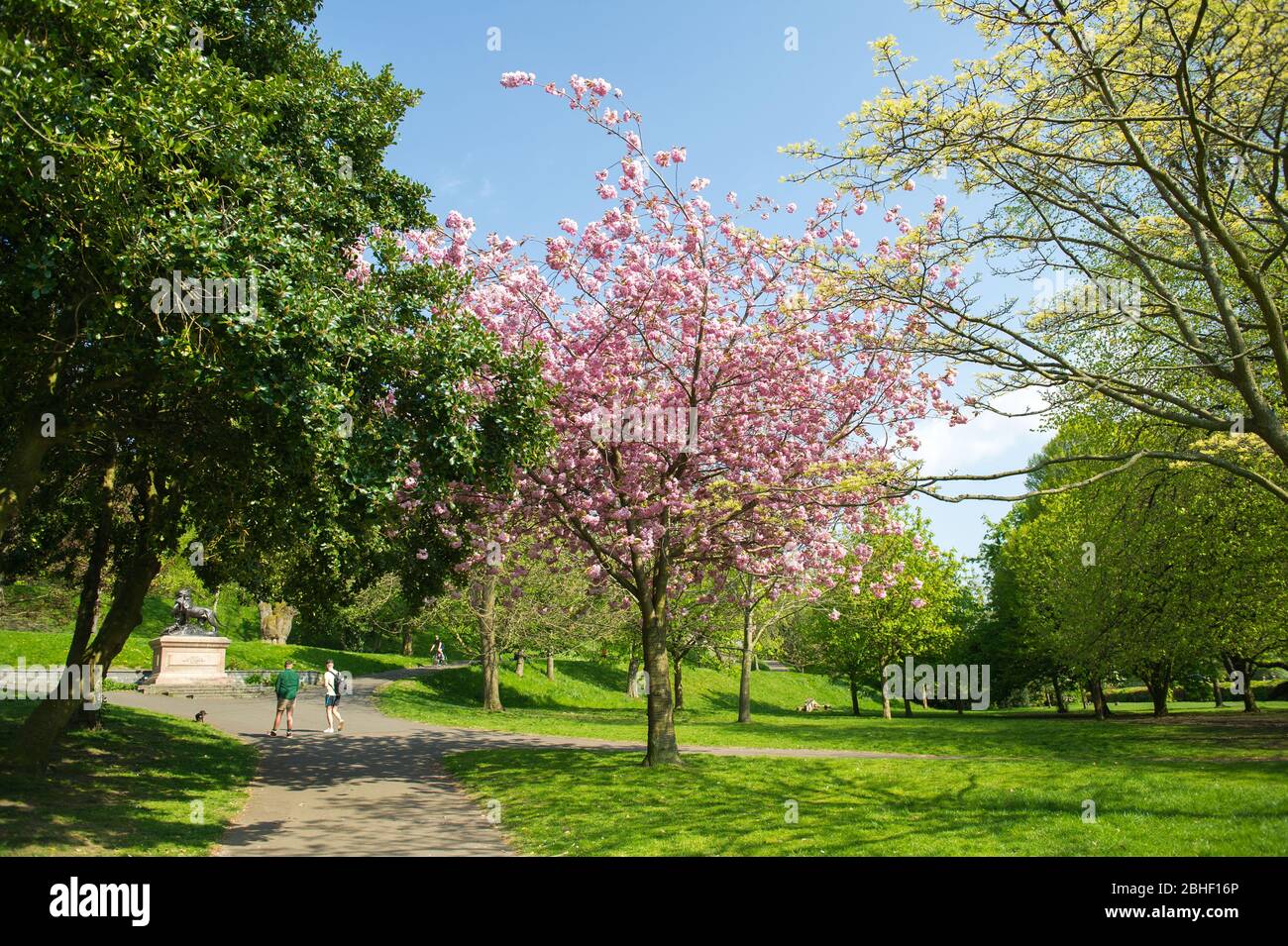 Glasgow, Großbritannien. April 2020. Im Bild: Schöne Kirschblüten von den Bäumen. Szenen vom ersten Wochenende der erweiterten Sperrung des Kelvingrove Park im West End von Glasgow an einem sehr heißen und sonnigen Samstag. Quelle: Colin Fisher/Alamy Live News Stockfoto