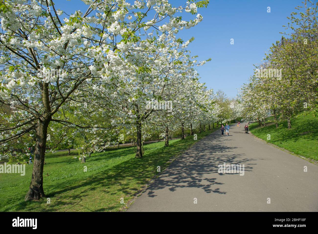 Glasgow, Großbritannien. April 2020. Im Bild: Schöne Kirschblüten von den Bäumen. Szenen vom ersten Wochenende der erweiterten Sperrung des Kelvingrove Park im West End von Glasgow an einem sehr heißen und sonnigen Samstag. Quelle: Colin Fisher/Alamy Live News Stockfoto