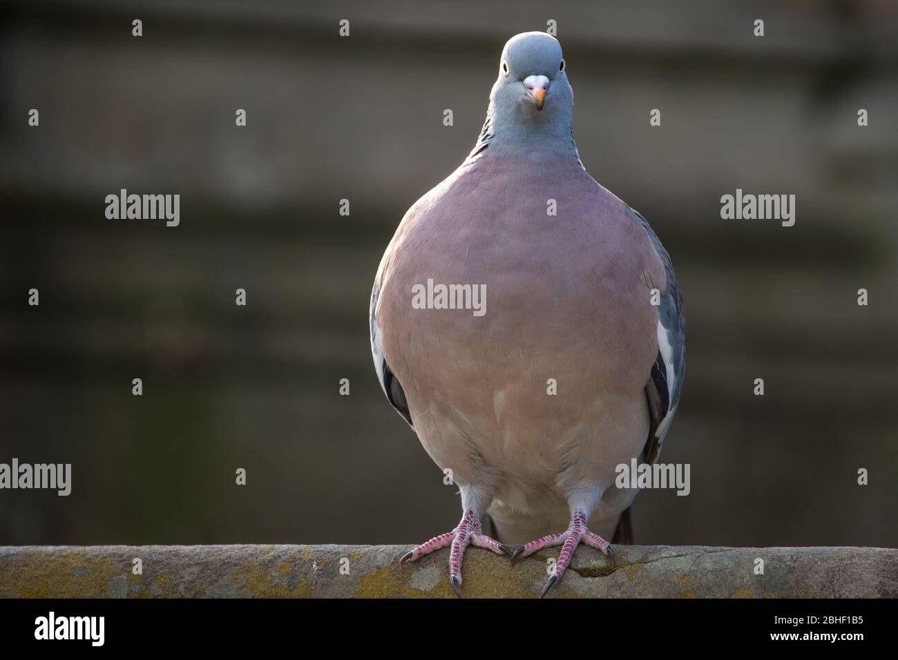Glasgow, Großbritannien. April 2020. Im Bild: Eine Holztaube, die auf einer Steinmauer im Park gesehen wurde. Szenen vom ersten Wochenende der erweiterten Sperrung des Kelvingrove Park im West End von Glasgow an einem sehr heißen und sonnigen Samstag. Quelle: Colin Fisher/Alamy Live News Stockfoto