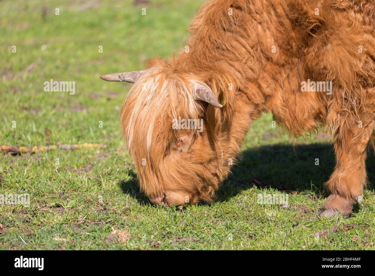 Seitenansicht eines weidenden schottischen Highland-Kalbes. Nahaufnahme des Kopfes. Schottisches Hochlandrind ist bekannt für lange Hörner und lange zottige Fell. Stockfoto