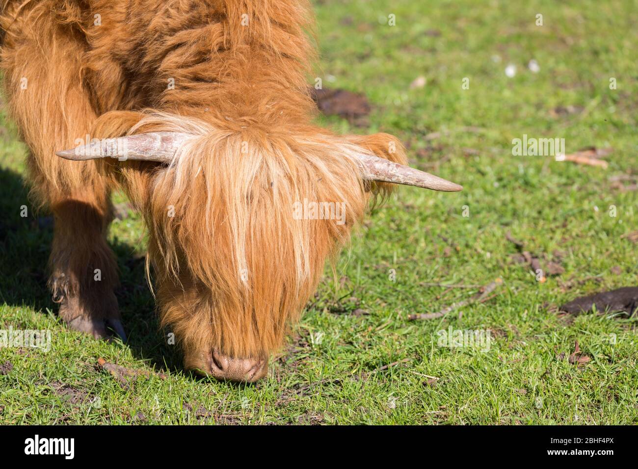 Nahaufnahme des Kopfes eines weidenden Kalbes (Scottish Highland Breed). Milch und Rindfleisch. Konzept für die Viehzucht, ökologische Landwirtschaft. Stockfoto