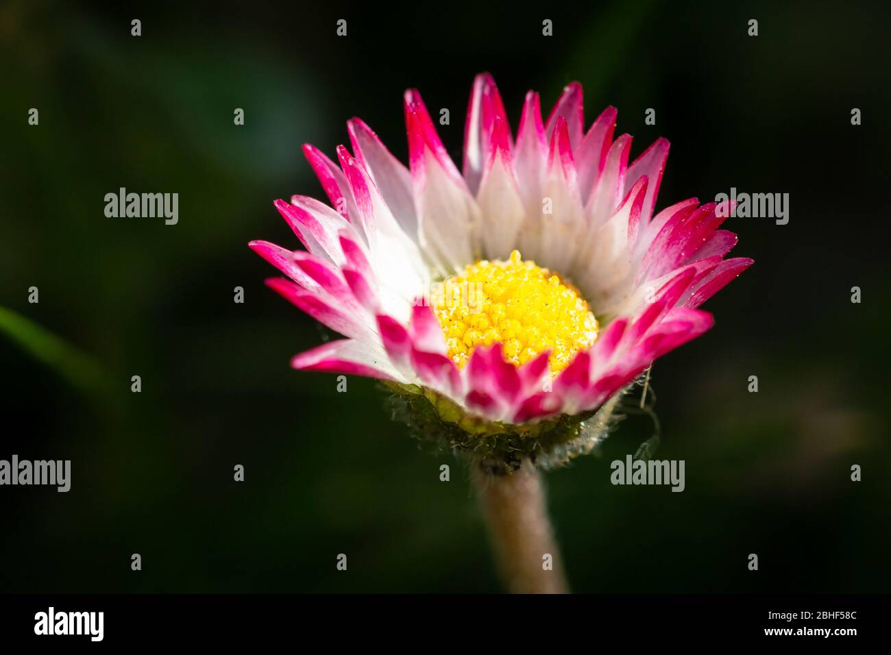 Schöne frische junge Gänseblümchen im Feld mit lila, rosa und weißen Tönen Stockfoto