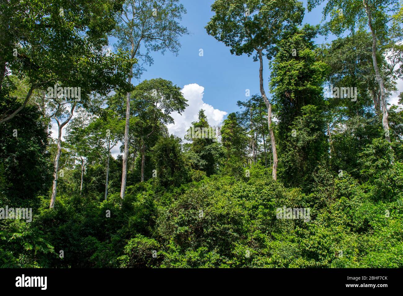 Blick auf den tropischen Regenwald im Kakum National Park, in der Küstenregion der Zentralregion von Ghana. Stockfoto