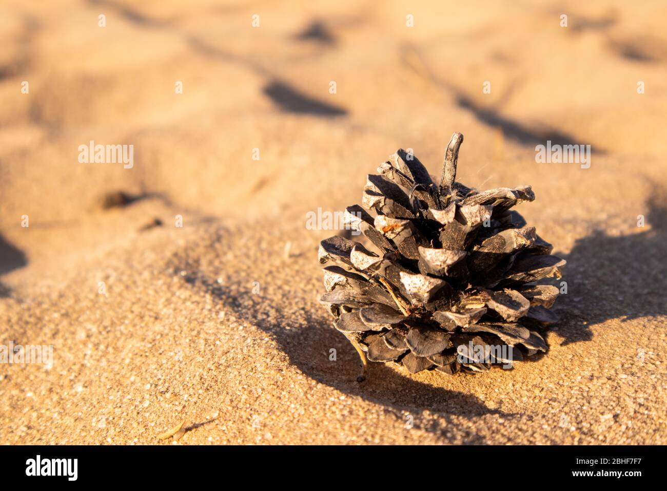 Im Sand stoßen. Nadeln. Wüstenlandschaft. Stockfoto