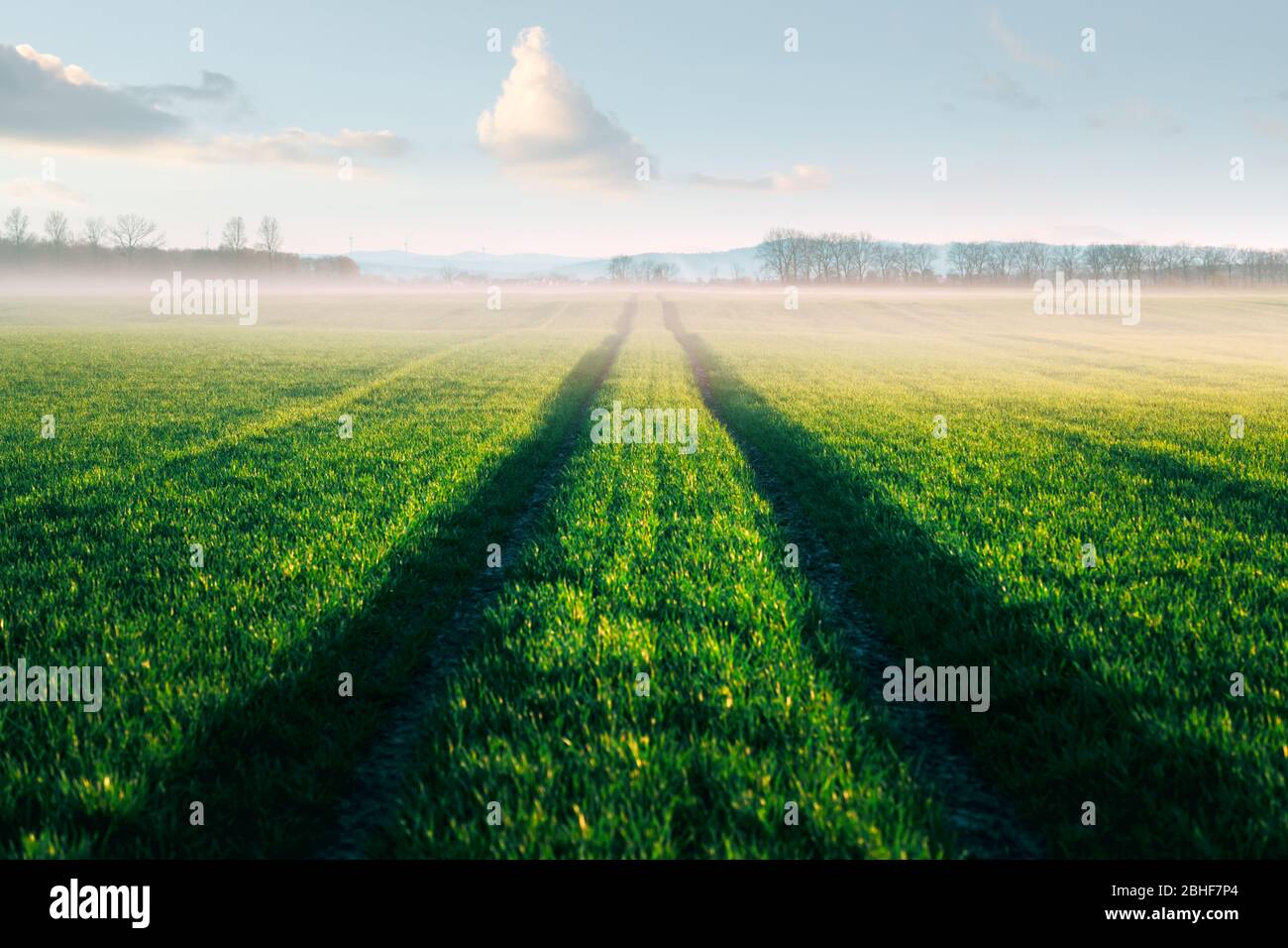 Straße und grüne Reihen von jungen Weizen auf dem landwirtschaftlichen Feld im Frühjahr. Naturlandschaften fotografieren Stockfoto
