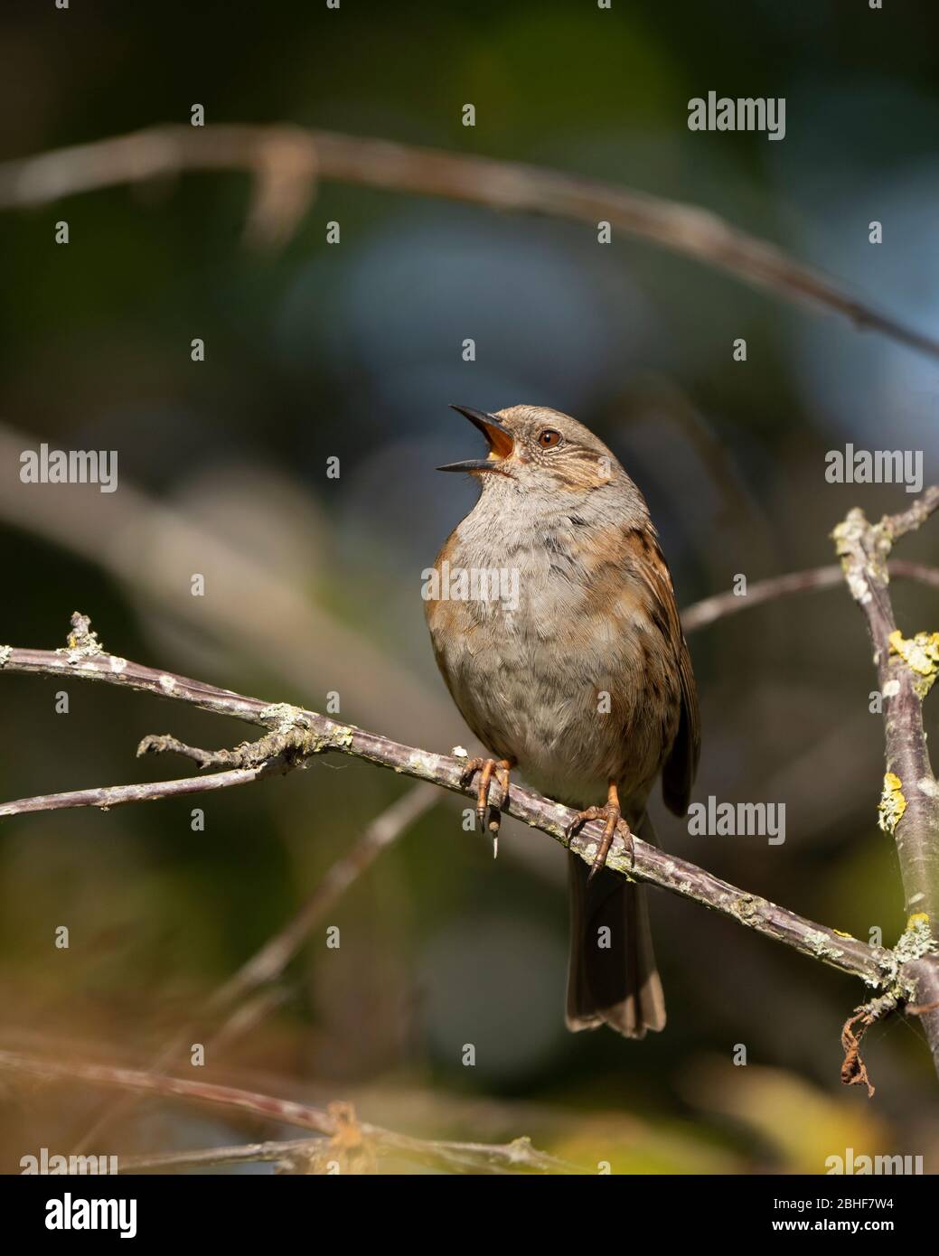 Dunnock, Prunella modularis im vollen Lied. Feder Stockfoto