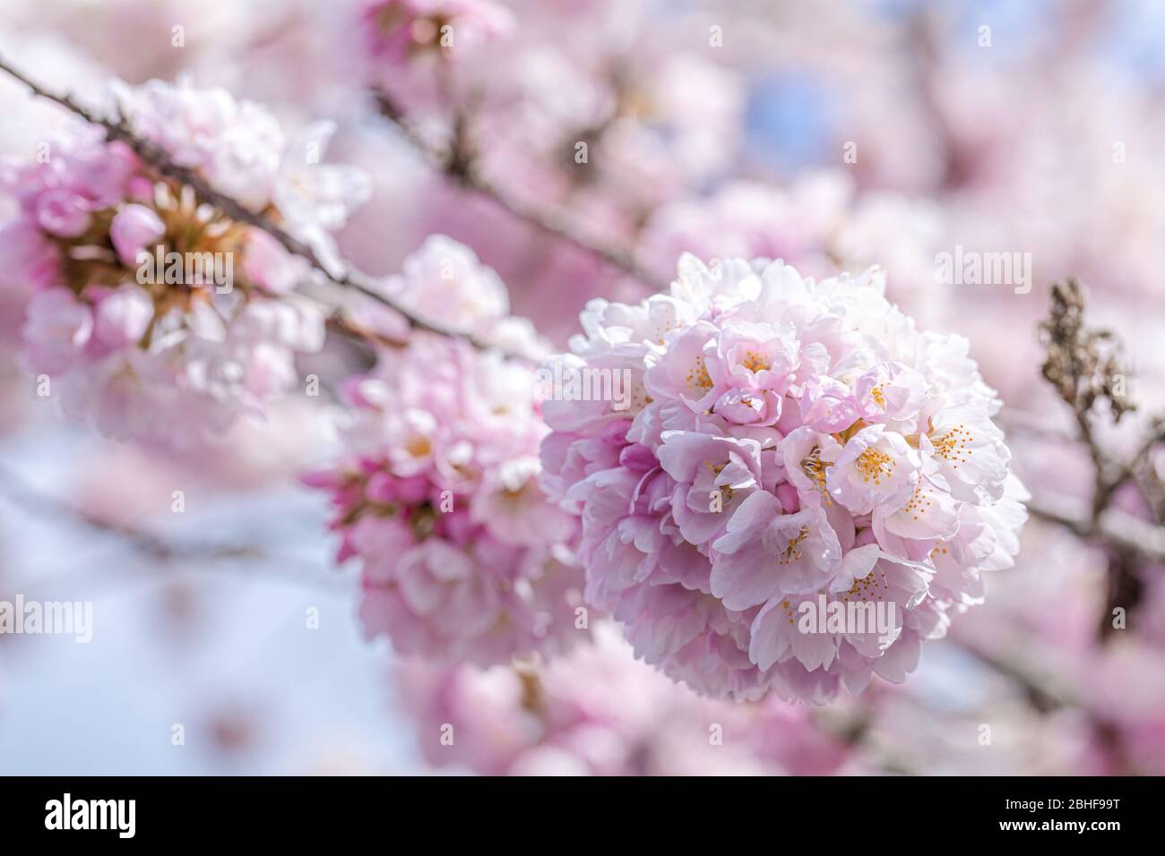 Schöne Kirschblüte im Frühling über blauem Himmel Stockfoto