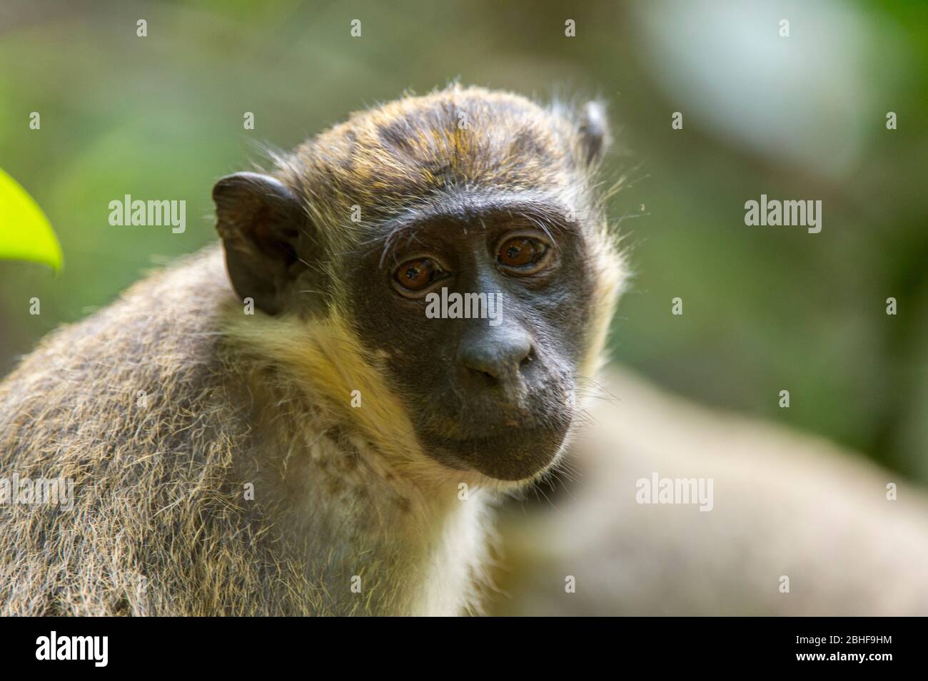 Vervet-Affe (Chlorocebus pygerythrus) im Abuko Forest Reserve, in der Nähe von Banjul, Gambia. Stockfoto