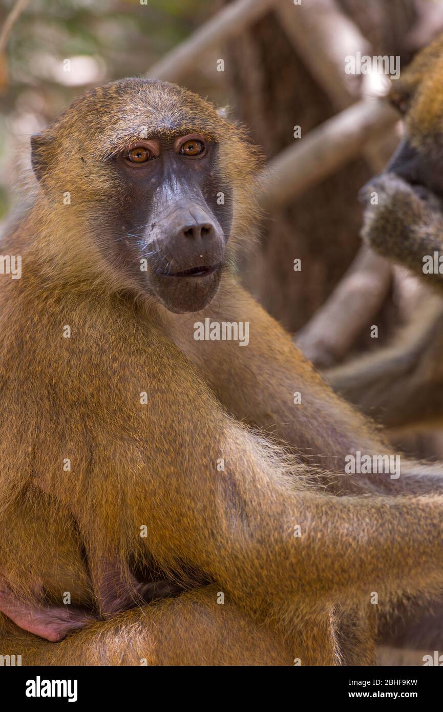 Guinea Pavian (Papio papio) im Makasutu Cutlure Wald in Gambia. Stockfoto