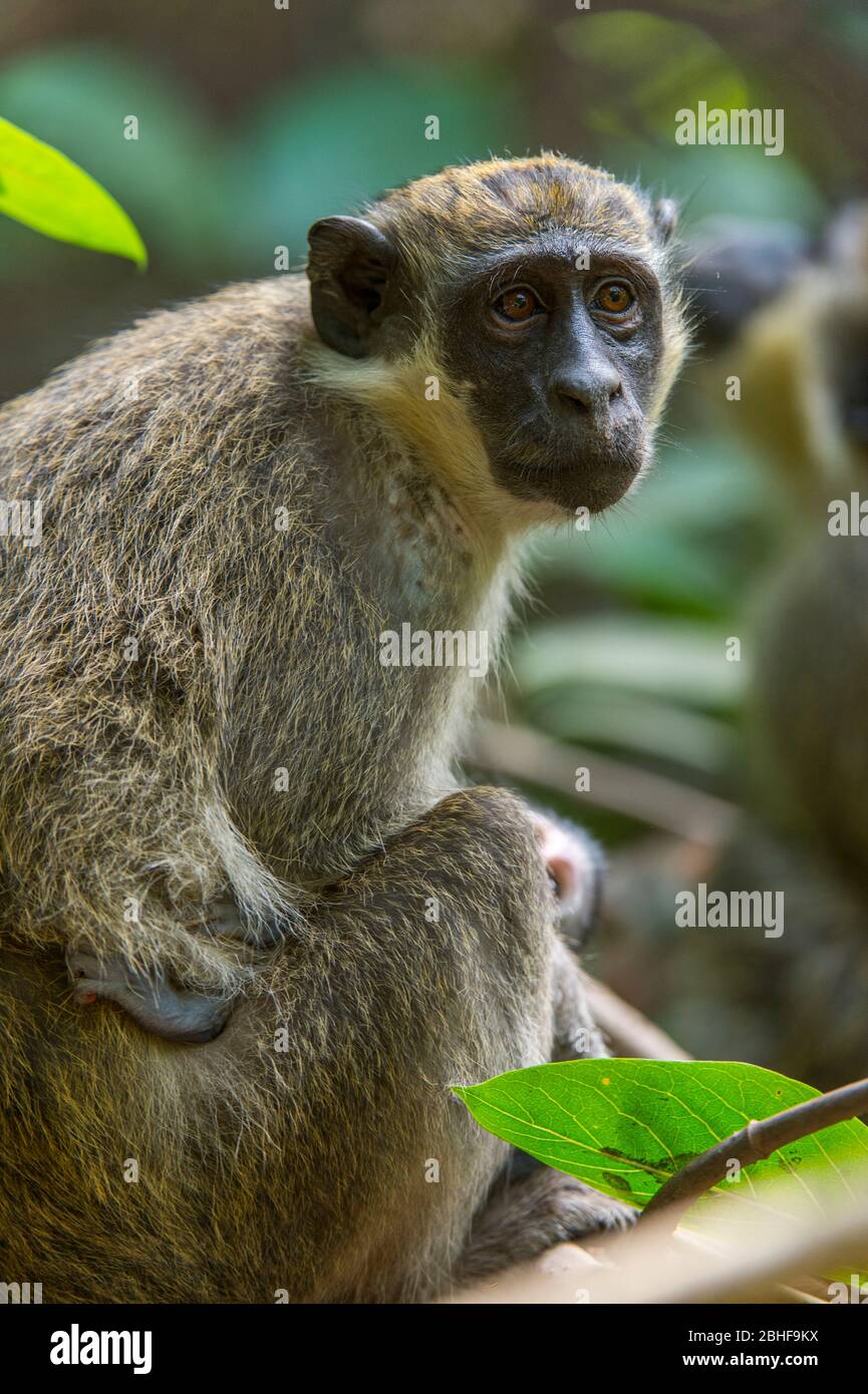 Vervet-Affe (Chlorocebus pygerythrus) im Abuko Forest Reserve, in der Nähe von Banjul, Gambia. Stockfoto