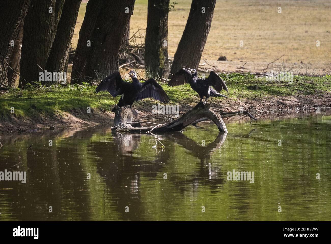 Dülmen, Deutschland. April 2020. Zwei Kormorane sitzen in der Sonne und halten ihre Flügel zum Trocknen nach dem Angeln in einem Teich. Wildtiere in den lokalen Parks und Schönheiten Spots genießt einen sonnigen und ruhigen Samstagnachmittag mit weniger als üblich Familien und Wanderer aus und um. Trotz des schönen Wetters scheinen sich die Besucher an die sozialen Distanzierungsregeln und -Maßnahmen zu halten. Bild: Imageplotter/Alamy Live News Stockfoto