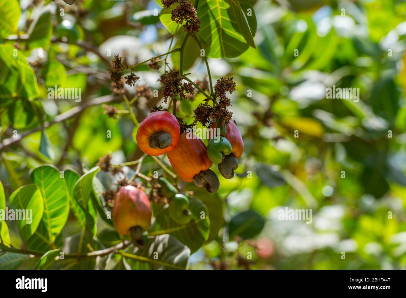 Cashew Baum mit Früchten und Nüssen im Makasutu Cutlure Wald in Gambia. Stockfoto