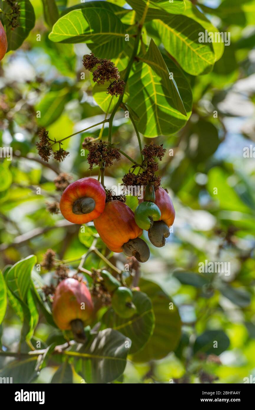 Cashew Baum mit Früchten und Nüssen im Makasutu Cutlure Wald in Gambia. Stockfoto