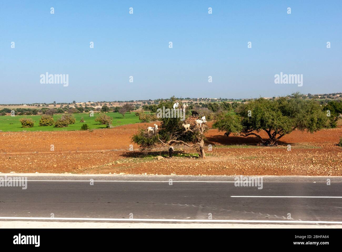 Ziegen, die in die niedrigen Äste des Argania-Baumes kletterten. Marrakesch, Marokko Stockfoto