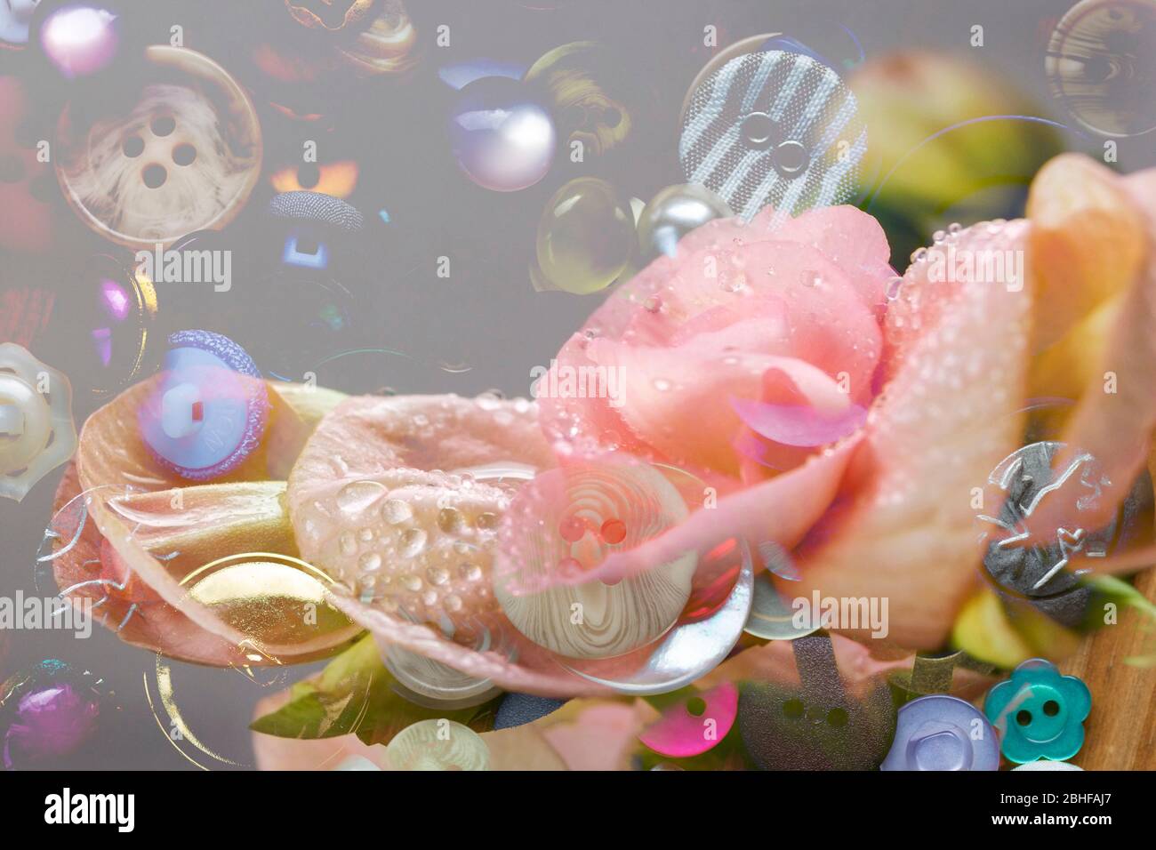 Eine Nahaufnahme von Begonia blüht mit Wassertropfen. Eine sehr beliebte Zimmerpflanze und auch im Garten als Bettenpflanze und in Wannen verwendet Stockfoto