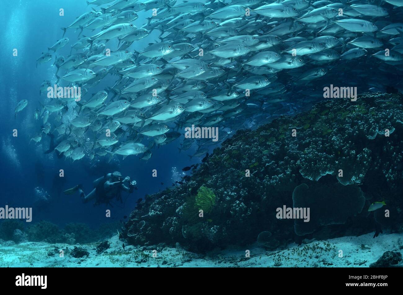 Ein Taucher macht Video von der Jack Fisch Schwarm dreht sich um das Riff, Balicasag Insel, Philippinen Stockfoto