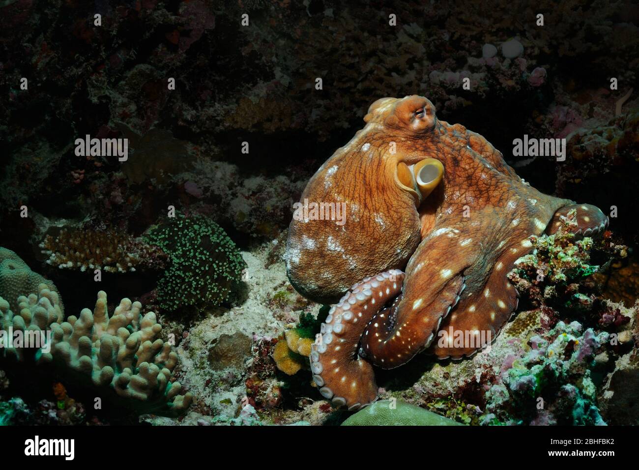 Ein großer Oktopus sitzt auf einem Korallenriff, S. Ari Atoll, Malediven Stockfoto