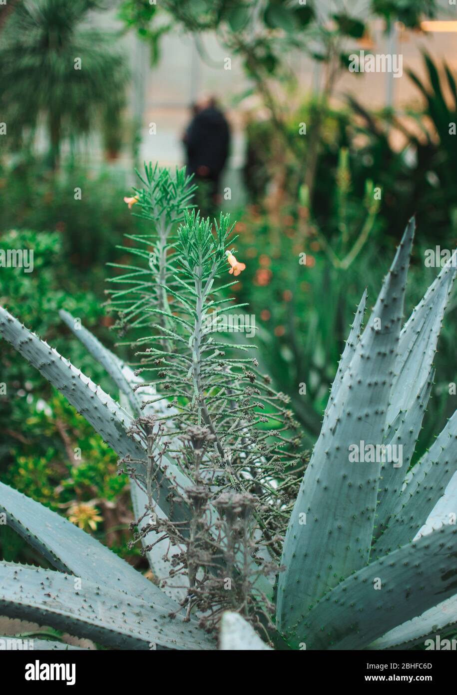 Aloe Vera Blätter aus der Nähe in einem botanischen Garten. Eine tropische Heilpflanze verträgt leicht Hitze. Stockfoto