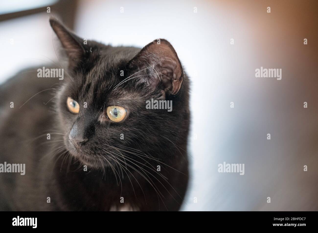 Schöne schwarze Katze schaut von vorne zur Seite der Kamera Stockfoto