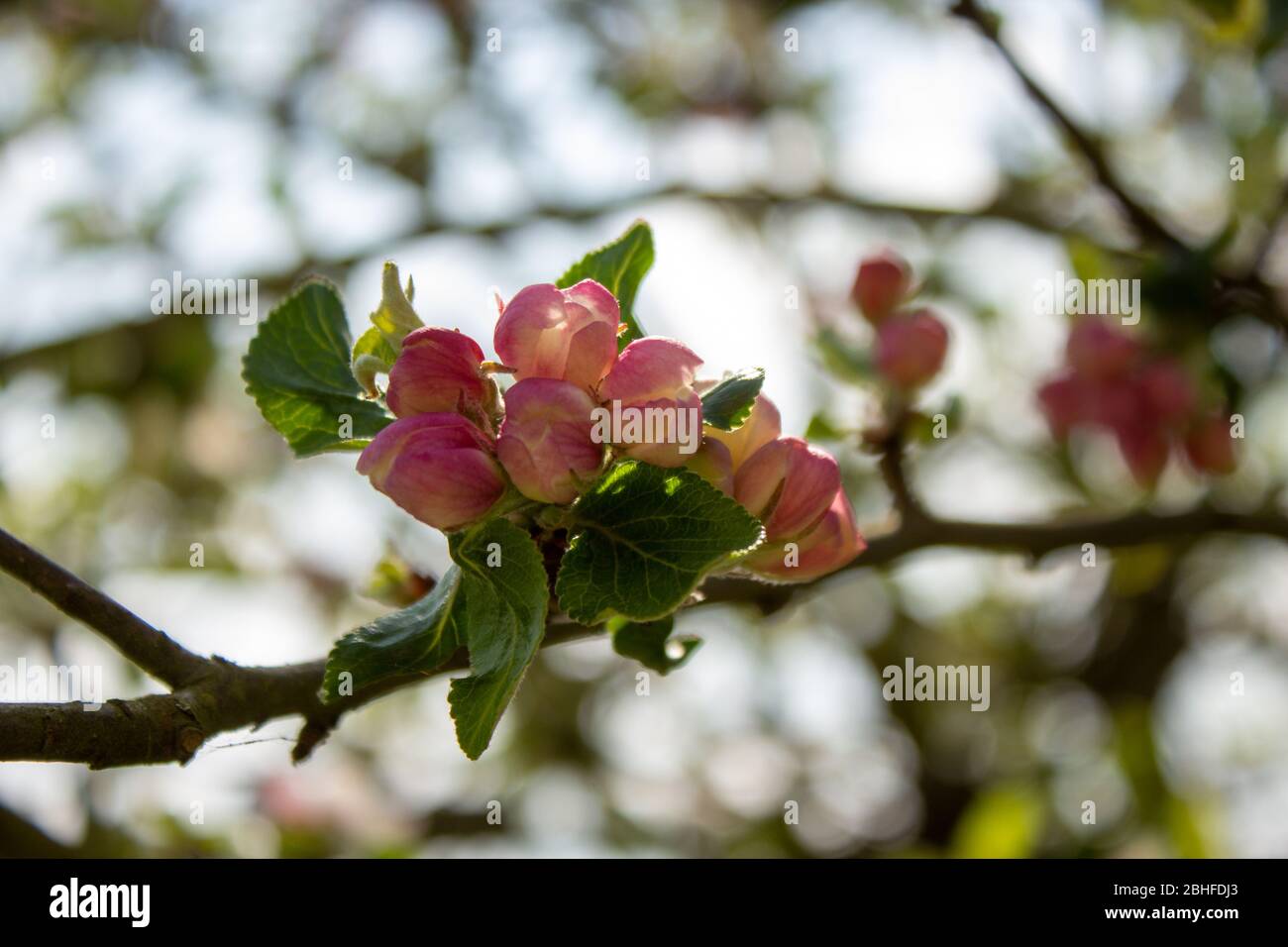 Blick auf noch verschlossene Apfelbaumblüten an einem sonnigen Frühlingstag Stockfoto