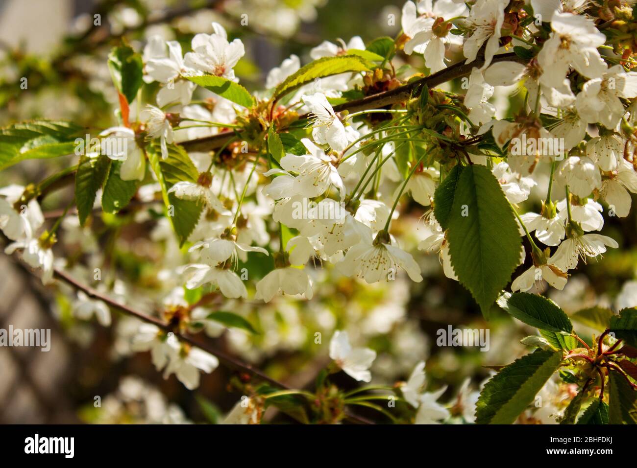 Weiße Kirsche blüht im Frühjahr auf einem Kirschbaum, um Obstbäume zu blühen Stockfoto